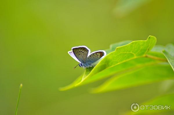 Макрокольца Marumi for Nikon фото