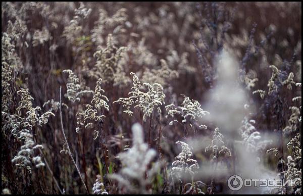 Объектив Гелиос-81Н 50 mm f/ 2 фото