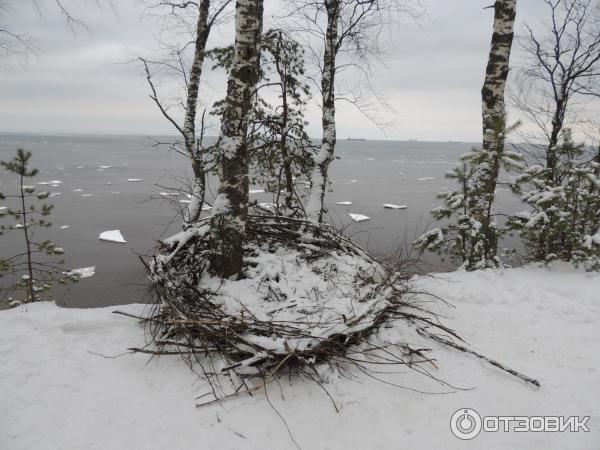 обнаружили прекрасное гнездо. Привет фотосессия