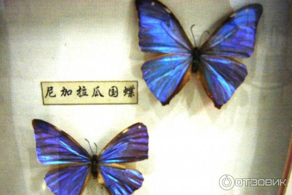Butterfly china. Бабочки в Китае. Китай ущелье бабочек. Кран китайский бабочка. Пневматическая бабочка китайского производства