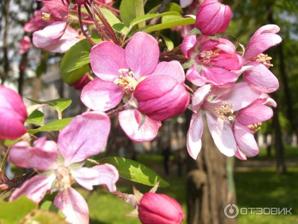 Экскурсия по г. Киев (Украина) фото