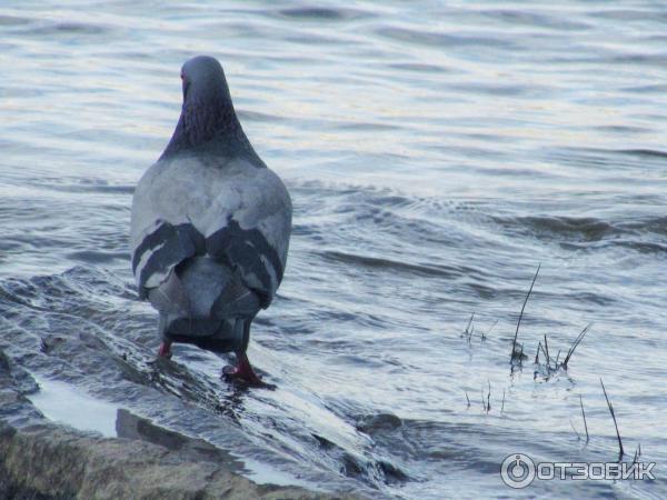 Цифровой фотоаппарат Canon PowerShot SX510 HS