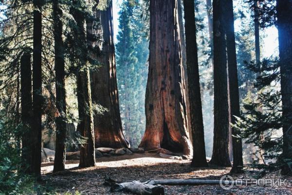 Экскурсия в национальный парк Sequoia (США, Калифорния) фото