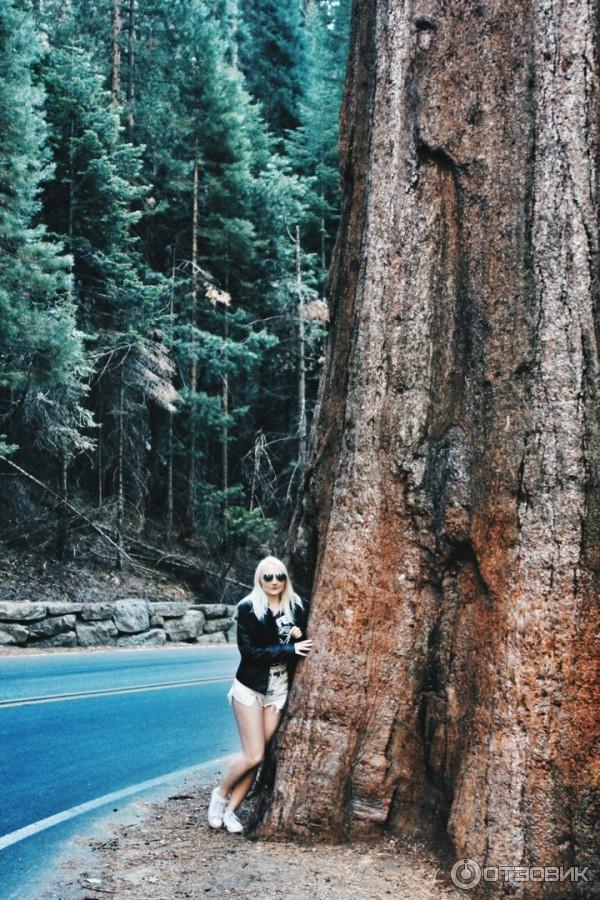 Экскурсия в национальный парк Sequoia (США, Калифорния) фото