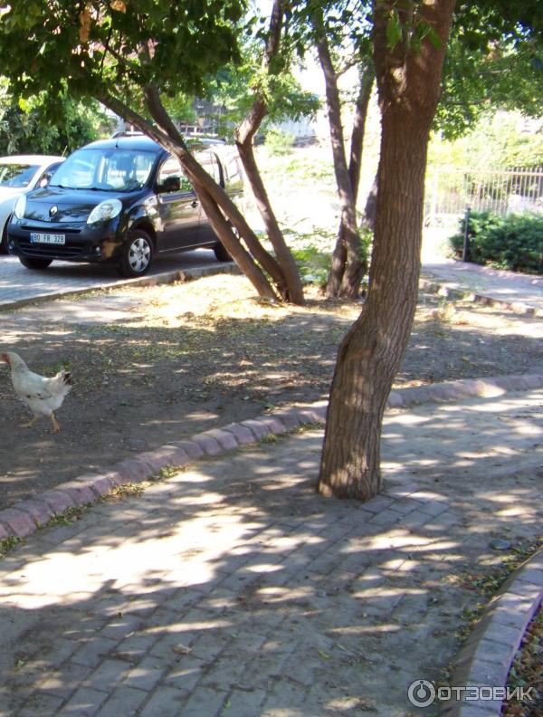 Отдых в поселке Текирова (Турция) фото