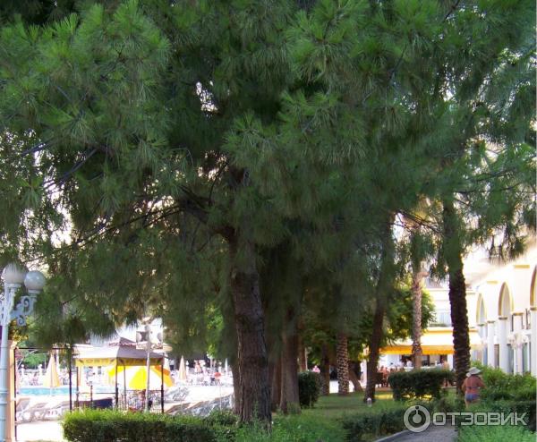 Отдых в поселке Текирова (Турция) фото