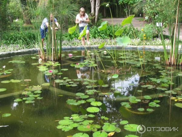 Красивый сухуми исправьте ошибку. Кувшинки в Ботаническом саду Сухум. Ботанический сад в Абхазии Лилия.