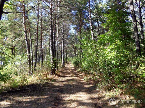 Дом отдыха и санаторий Белый Яр (Россия, Ульяновская область) фото