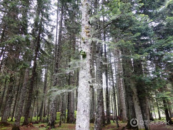 Экскурсия Каньоны (Черногория) фото