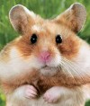 MRHamster